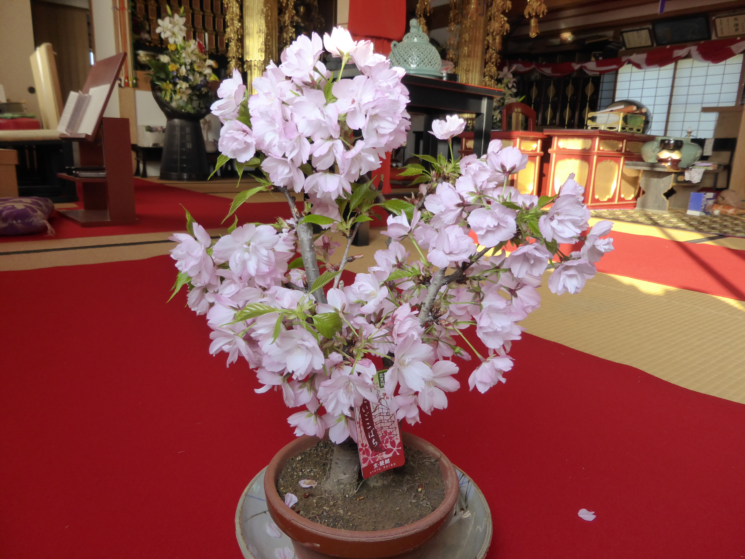 醍醐小鉢桜